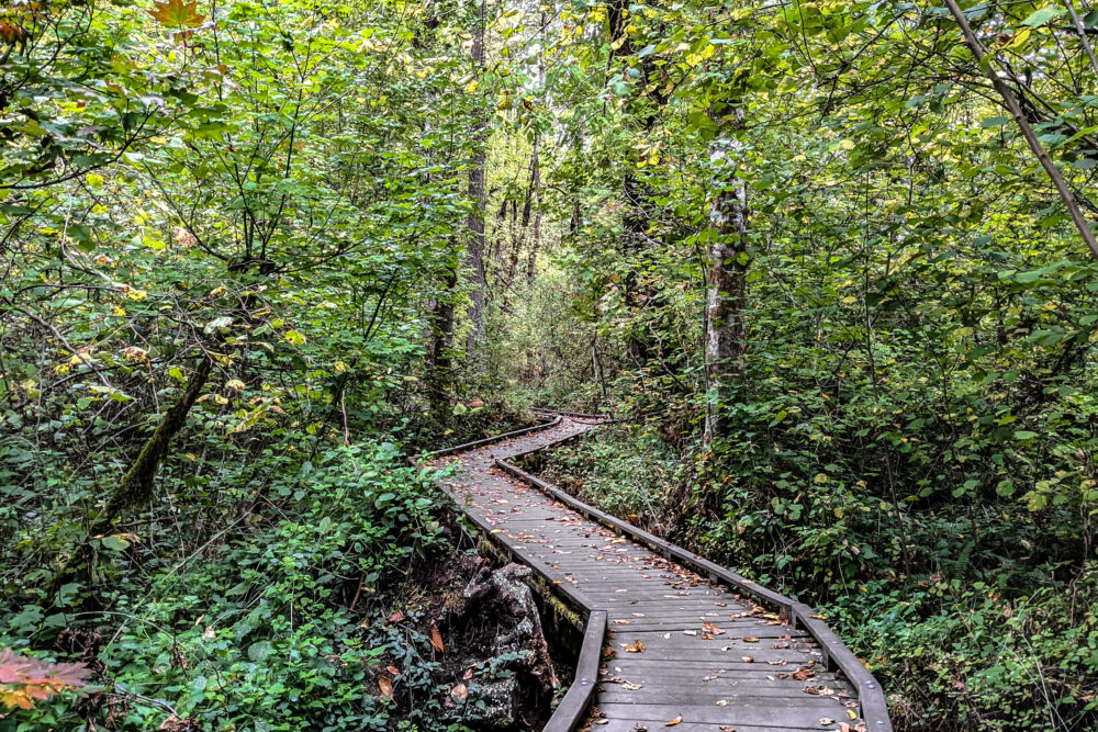 Wooden Bridge Winding Through Green Forest At Tryon Creek In Portland, Or